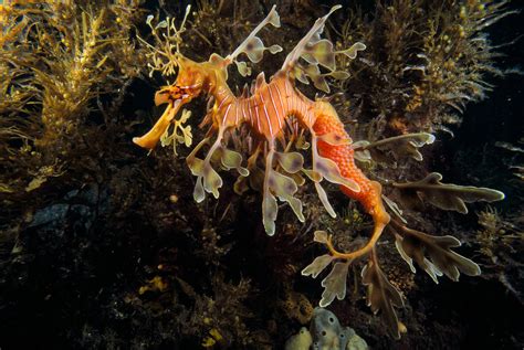 Leafy Sea Dragon Habitat