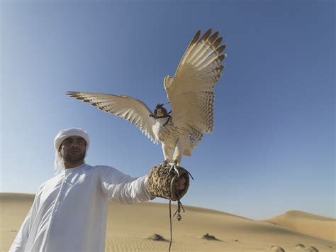 Learn About The World of Falconry – Maclano