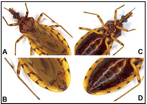 SciELO - Brasil - First report of Triatoma sordida Stål, 1859 (Hemiptera, Reduviidae ...