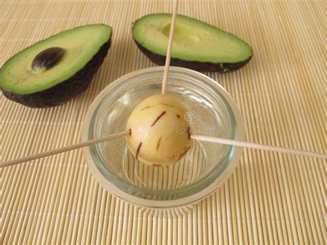 Seed in Sprouting Process for a Avocado Tree Stock Photo - Image of process, skewer: 120949730