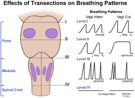 Respiratory Center Simplified | Epomedicine