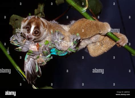 Slow Loris eating a bird at night Sumatra Indonesia Stock Photo - Alamy