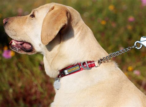 NEW! 2020 Ruffwear Chain Reaction Collar - Limited Cinch, Training Dog Collar - Canine Spirit