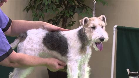 Dog Grooming - How to Do a Pet Hand Strip on a Wire Fox Terrier - YouTube