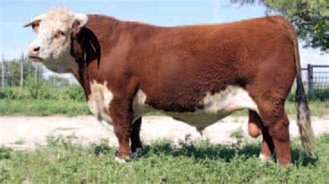 Horned Hereford -vs- Polled Hereford - CattleToday.com