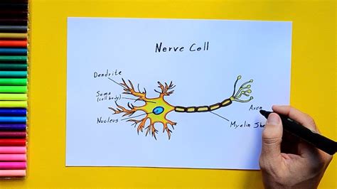 Nerve Cell Diagram Labelled Gcse