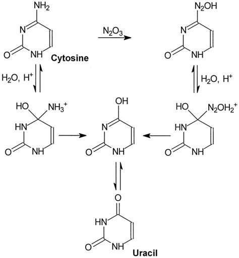 Nitric Oxide-induced Deamination of Cytosine and Guanine in ...