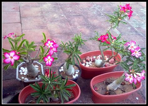 Home Garden and Landscaping: Adenium Obesum Bonsai