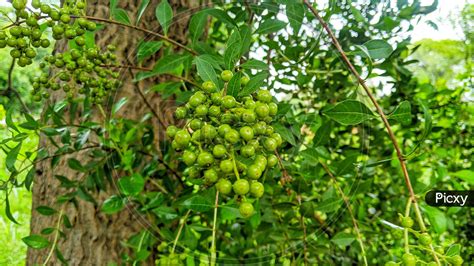 Image of Henna (Lawsonia Inermis) Plant And Green Leaves, Bunch Of Green Blooming Greenish Buds ...