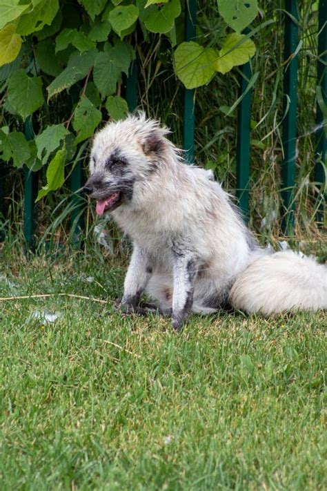 Arctic fox cubs stock photo. Image of arctic, carnivore - 168856400