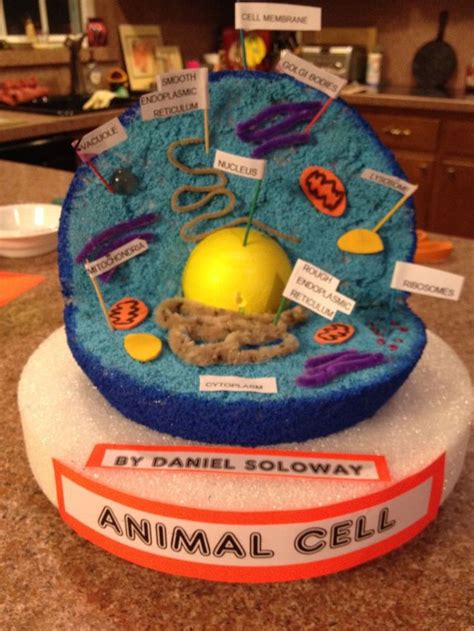 How To Make A 3D Cell Model With Styrofoam