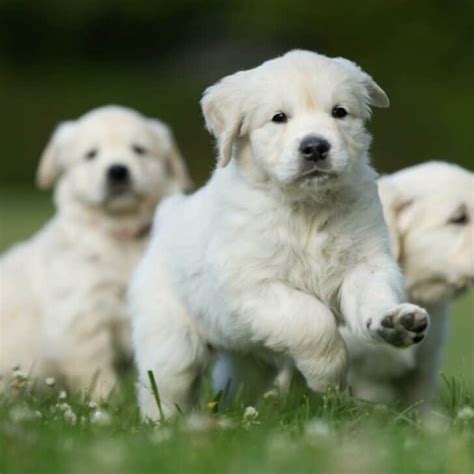 Golden Retriever Puppy Training Schedule: Month-by-Month Plan – World ...