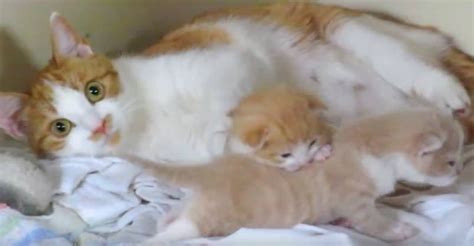 Mother Cat Hugs Her Precious Kittens