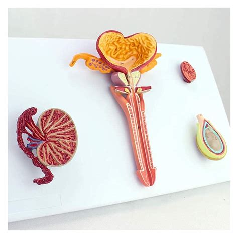 Buy Anatomy Model, Male Reproductive System Model Internal and External ...