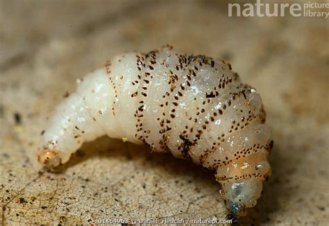 Nature Picture Library Human botfly (Dermatobia hominis) larvae, on ...