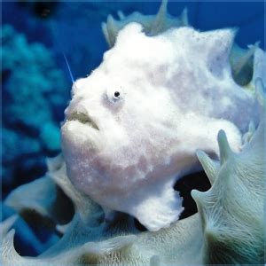 Anglerfish | Pete's Aquariums & Fish