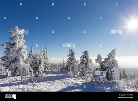 winter in bavarian forest, germany Stock Photo - Alamy