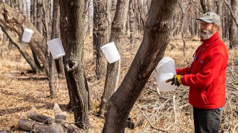 Manitoba's maple syrup season off to a slow start during late, chilly spring | CBC News