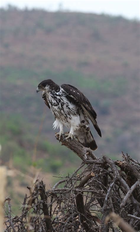 African hawk eagle | Birds of prey, Bird hunting, Beautiful birds