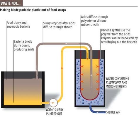 Food scraps make perfect plastic | New Scientist