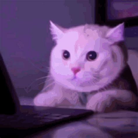 Funny Cat Gif Scared