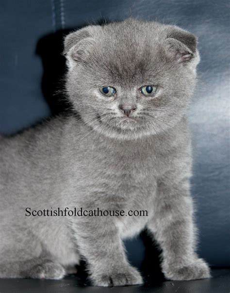 Scottish Folds and British Shorthair Kittens for Sale | Scottish fold ...