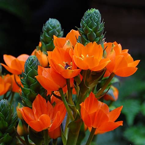 Orange Sun Star flowers | www.bloomrite.com | Blooming flowers, Flower garden, Flowers