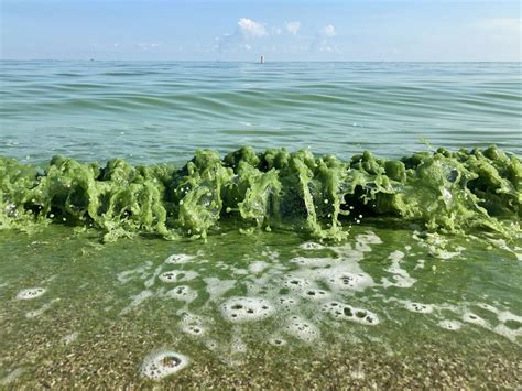 How bad will the harmful algal bloom in western Lake Erie be this year? - cleveland.com