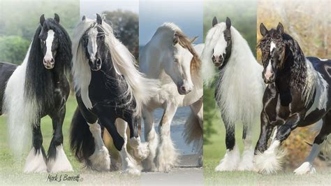 Miniature Horse Price: How Much Do They Cost? (Facts & Buyer's Guide)