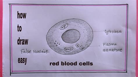 Red Blood Cell Diagram