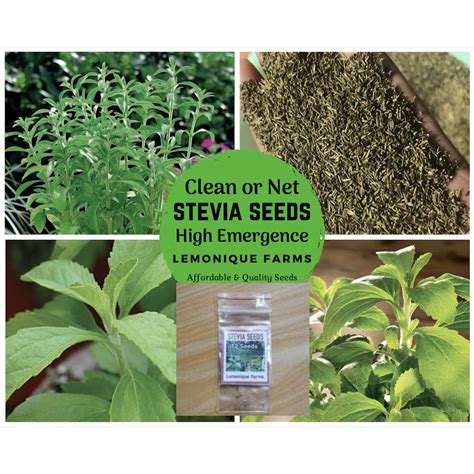 Stevia Plant Seeds