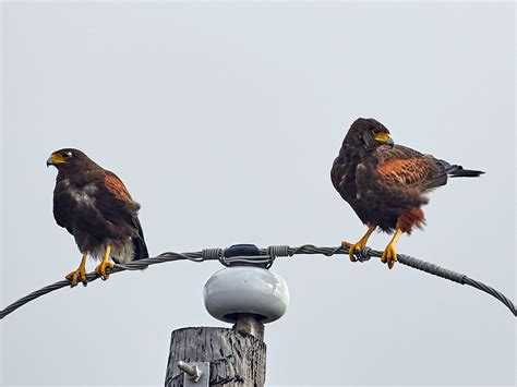 Harris's Hawk - eBird