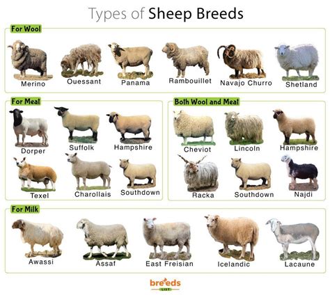 Sheep Facts, Types, and Pictures