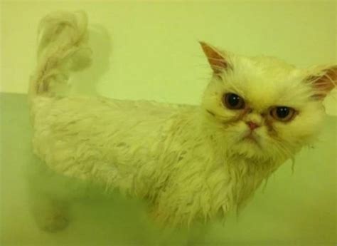 Ten Cats Having a Bath Who Enjoy Their Bathtimes