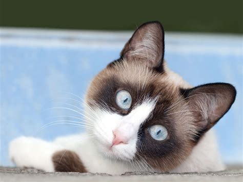 The Snowshoe Cat - Cat Breeds Encyclopedia