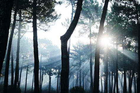 A Forest during Sunrise · Free Stock Photo