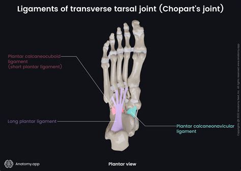 Transverse tarsal joint (Chopart's joint) | Encyclopedia | Anatomy.app | Learn anatomy | 3D ...