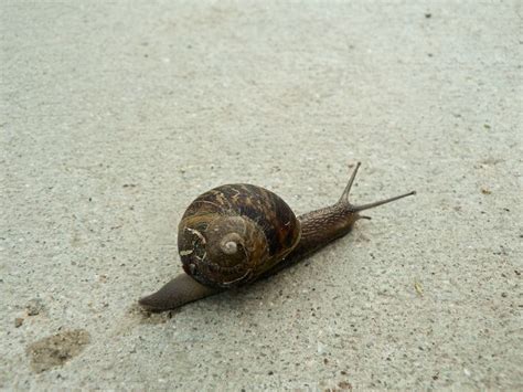 poisonous snail - Google Search | Marine life, Snail, Poison