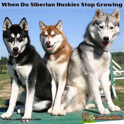 When do Siberian Huskies Stop Growing? Complete Siberian Husky Details ...