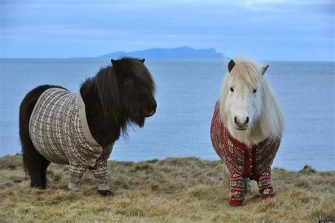 Shetland Ponies In Cardigans. You're Welcome. (PICTURES) | HuffPost UK