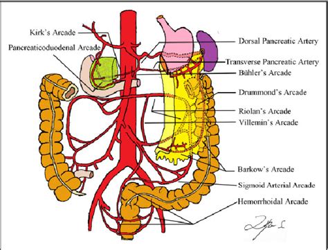 Celiac Artery Stenting in the Treatment of Intestinal Ischemia Due to the Sacrifice of the ...