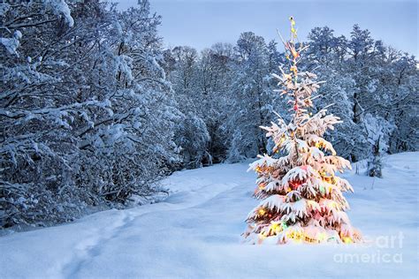 Beautiful Christmas Tree In Snow Photograph by Boon Mee