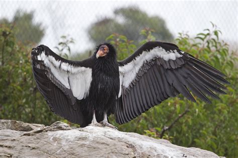 2 California condor chicks hatch from unfertilized eggs, fascinating ...