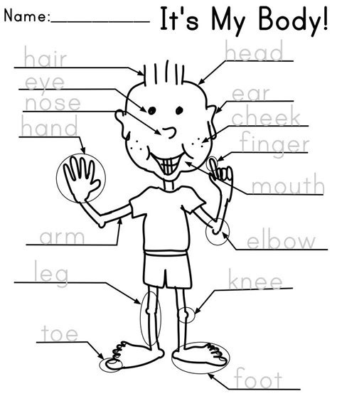 Parts of the Body | Kindergarten english, Preschool worksheets ...