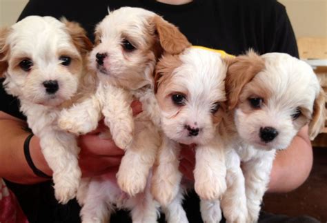 Cavalier King Charles Spaniel Puppies For Sale | Indianapolis Boulevard, North Township, IN #232138