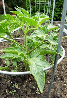 Tomato Plant Care | Plant care, Garden care and Plants