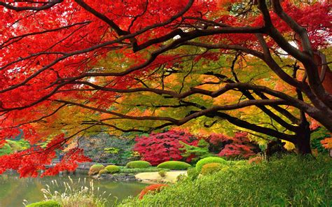 Japan Autumn Wallpapers on WallpaperDog