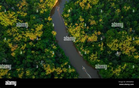 River of the Peruvian Amazon that has floodplain forests on the sides, jungle full of wildlife ...