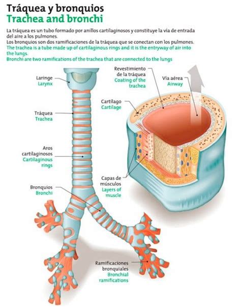 ¿Qué es la tráquea? | Anatomia y fisiologia, Anatomia y fisiologia humana, Anatomía