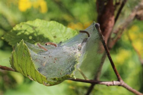 Fall webworm activity in July